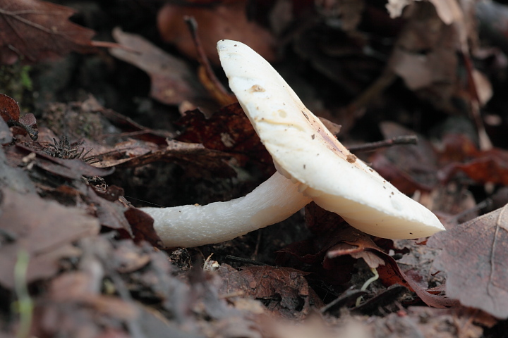 Ritrovamenti di oggi